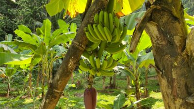 a bunch of bananas hanging from a tree