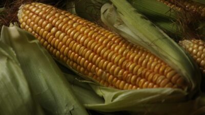 Close-up of a fresh corn cob with green husks, showcasing its vibrant yellow kernels.