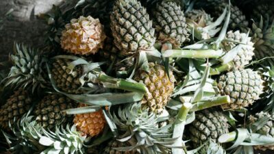 A vibrant display of fresh pineapples, showcasing tropical abundance and natural texture.
