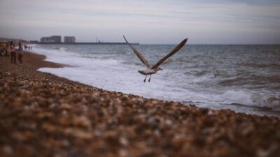 A seagull gracefully glides over a pebble beach during the day by the ocean.