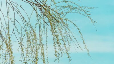 Delicate willow branches with fresh green leaves set against a bright blue sky, conveying a peaceful spring atmosphere.