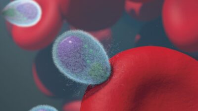 a group of red and blue blood cells