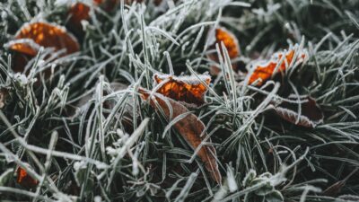 frost covered grass with orange flowers in the background
