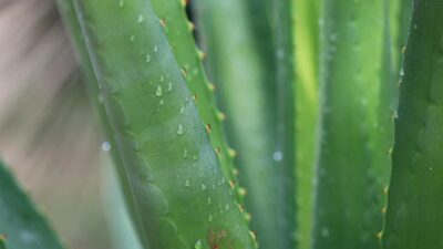 Detailed view of aloe vera leaves featuring water droplets and prickly edges, highlighting their natural texture.