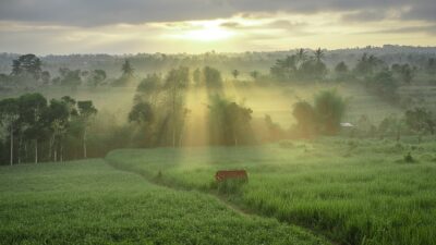 Sunbeams breaking through mist over lush green landscape