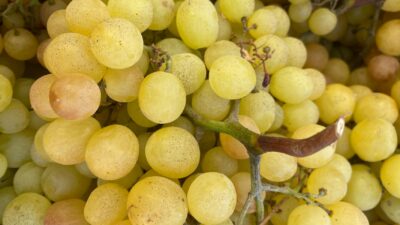 A vibrant shot of fresh yellow grapes clustered on the vine, showcasing their natural beauty.