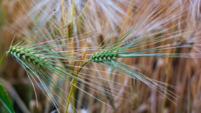 Close-up view of green barley spikes in a field, showcasing agricultural beauty.