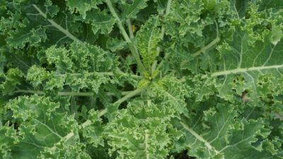 A close-up view of fresh green kale leaves in a natural setting.