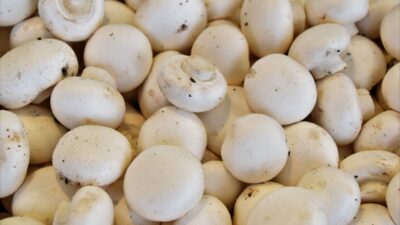 bunch of white mushrooms
