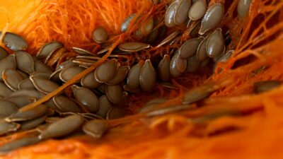 Detailed macro shot of pumpkin seeds nestled within vibrant orange pumpkin flesh.