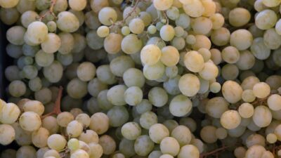 Close-up of ripe green grapes in İzmir market, perfect for illustrating fresh produce.