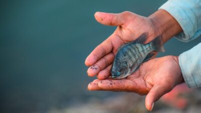 Hands holding a small striped fish near water