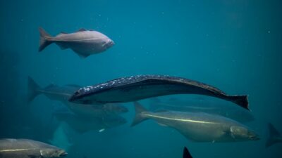 A serene underwater scene capturing the graceful swim of Atlantic halibut fish in the ocean.