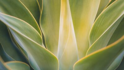 Close-up of green agave plant leaves
