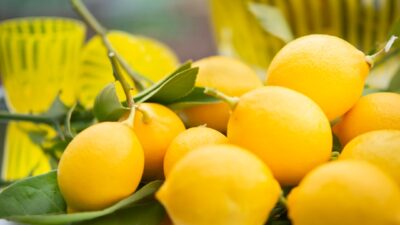 yellow citrus fruits on green leaves