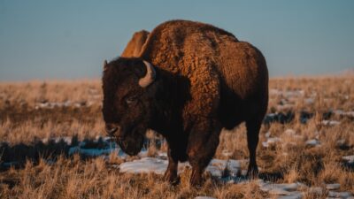 a bison standing in a field with snow on the ground