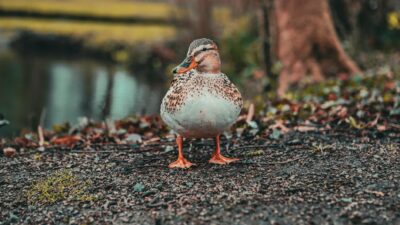 A mallard duck stands on a gravel path surrounded by blurred natural scenery.