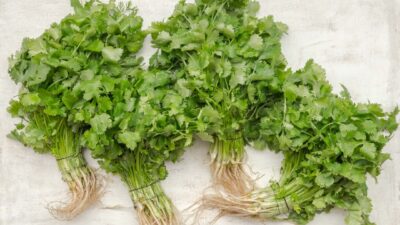green parsley