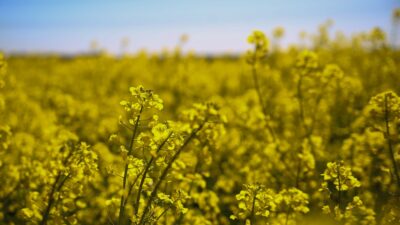 a field full of yellow flowers under a blue sky