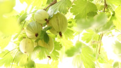 Gooseberries hang from a vibrant, green branch.