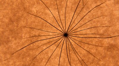 a close up view of a plant stem