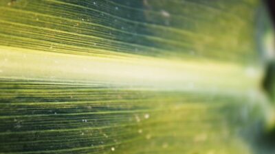 a close up view of a green leaf