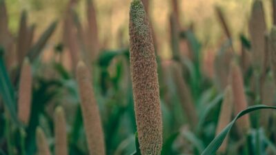 Detailed view of pearl millet plant in a lush green field during daytime.