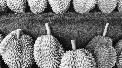Black and white image showcasing a pile of spiky durians on display.