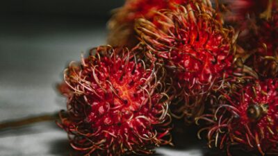 Vibrant close-up of fresh rambutan fruit showcasing its unique tropical texture.