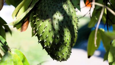 A bunch of unripe fruit hanging from a tree