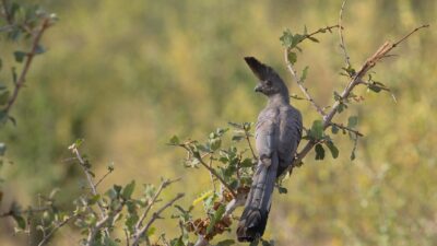 Grey Go-away-bird perched on a branch in Meru, Kenya, showcasing its distinct plumage.